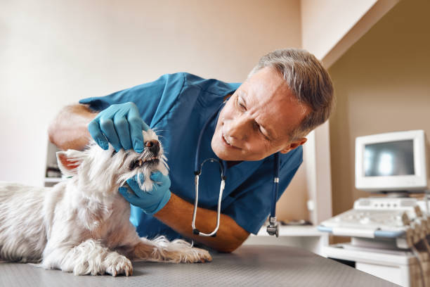 Best Emergency Tooth Extraction in Lorenz Park, NY